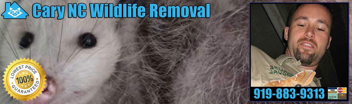 Rolesville Nc Pest Animal Wildlife Removal In North Carolina